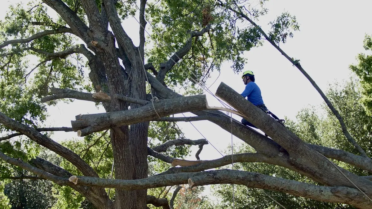 Professional Crown Thinning performed by certified arborists in Lott